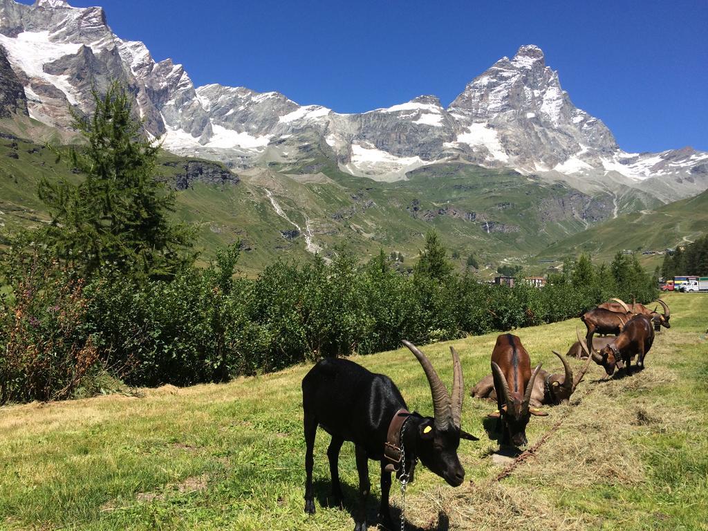 Hotel Mignon Breuil-Cervinia Εξωτερικό φωτογραφία